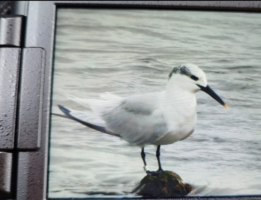 Крячок рябодзьобий - ML646653412