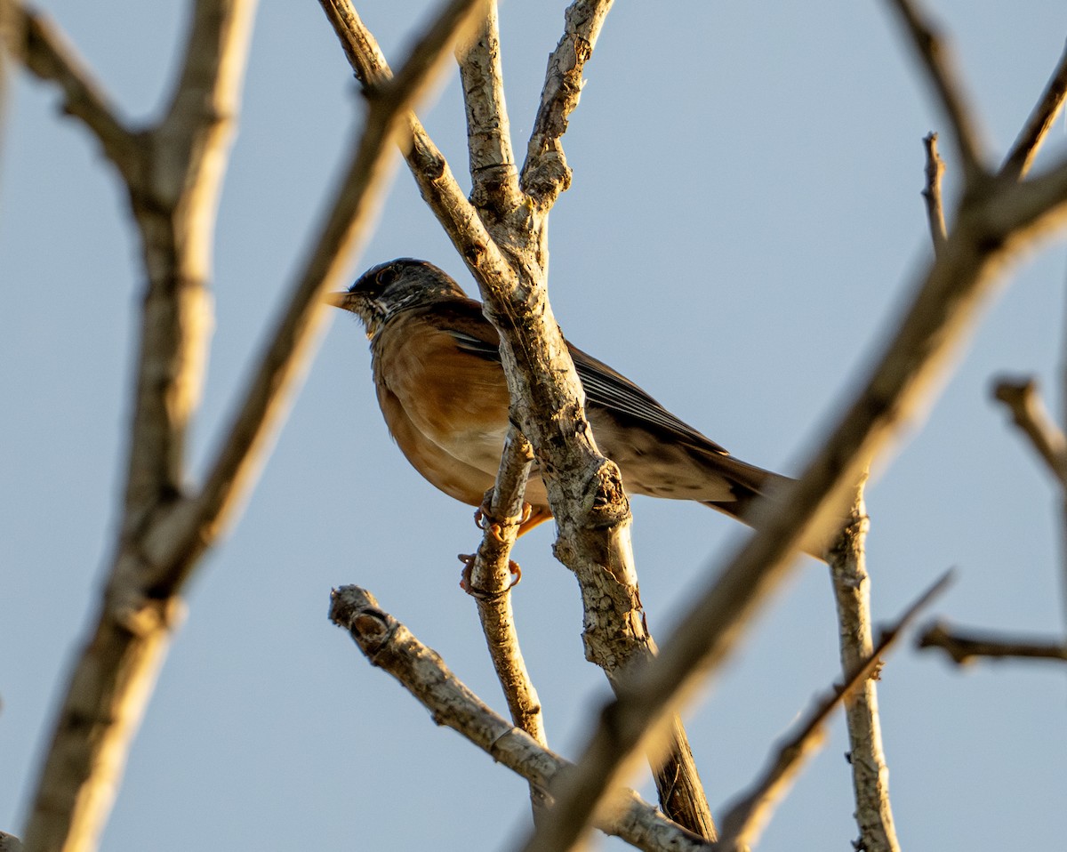 Meksika Ardıcı - ML646653413