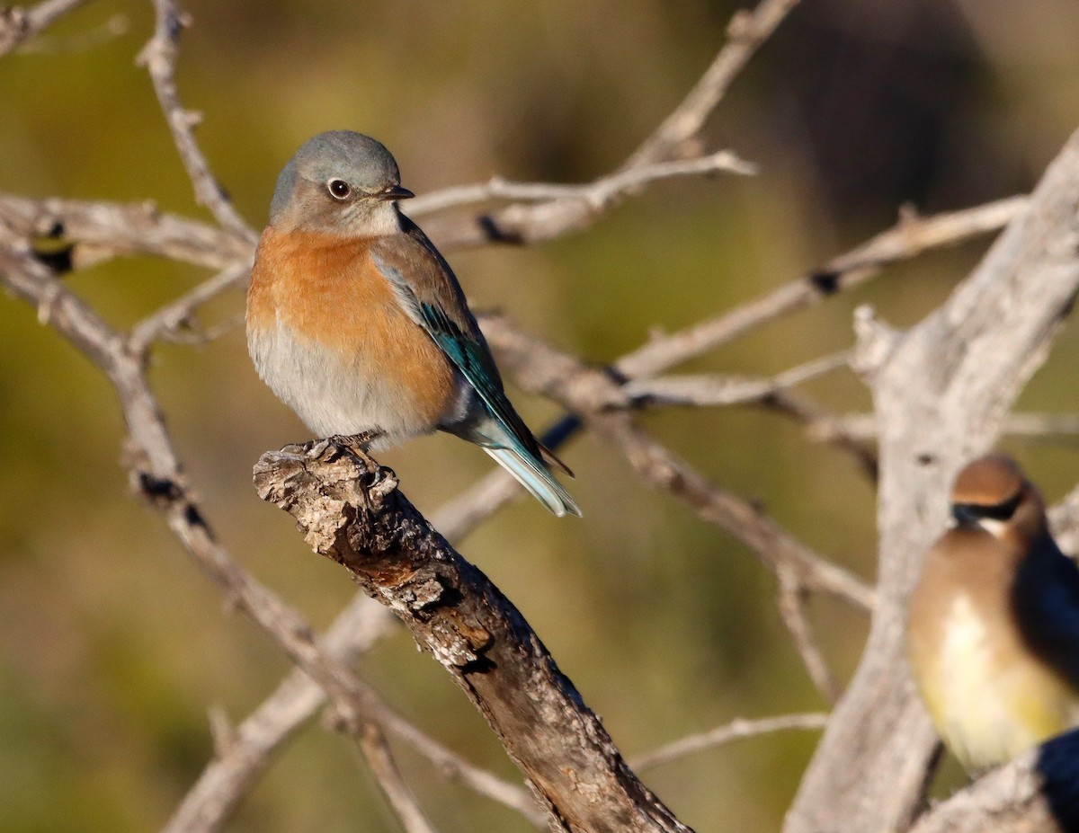 salašník západní - ML646653414