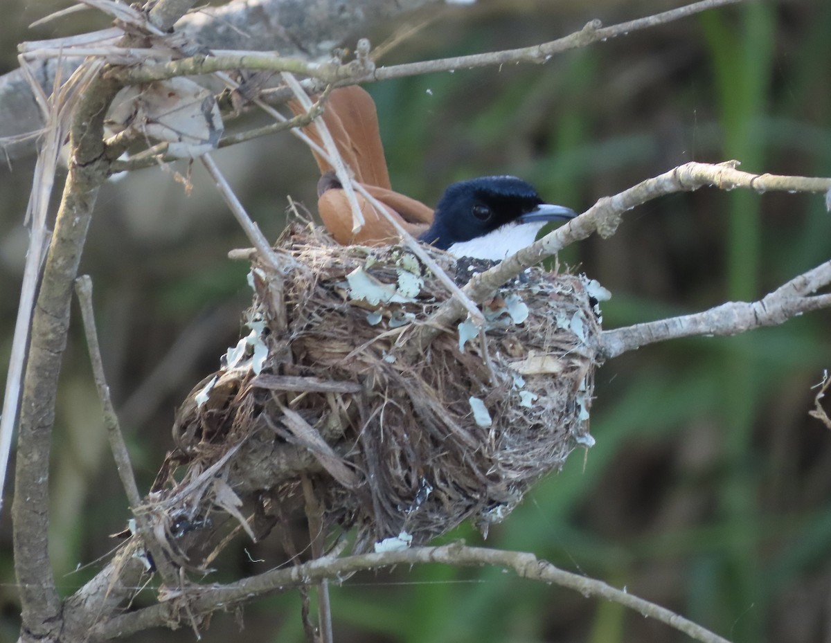 Shining Flycatcher - ML646653415