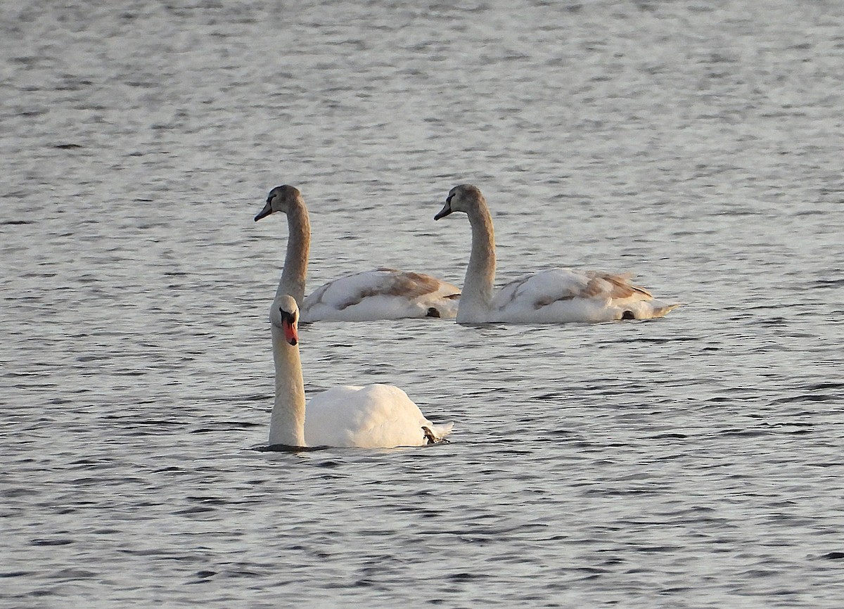 コブハクチョウ - ML646653416