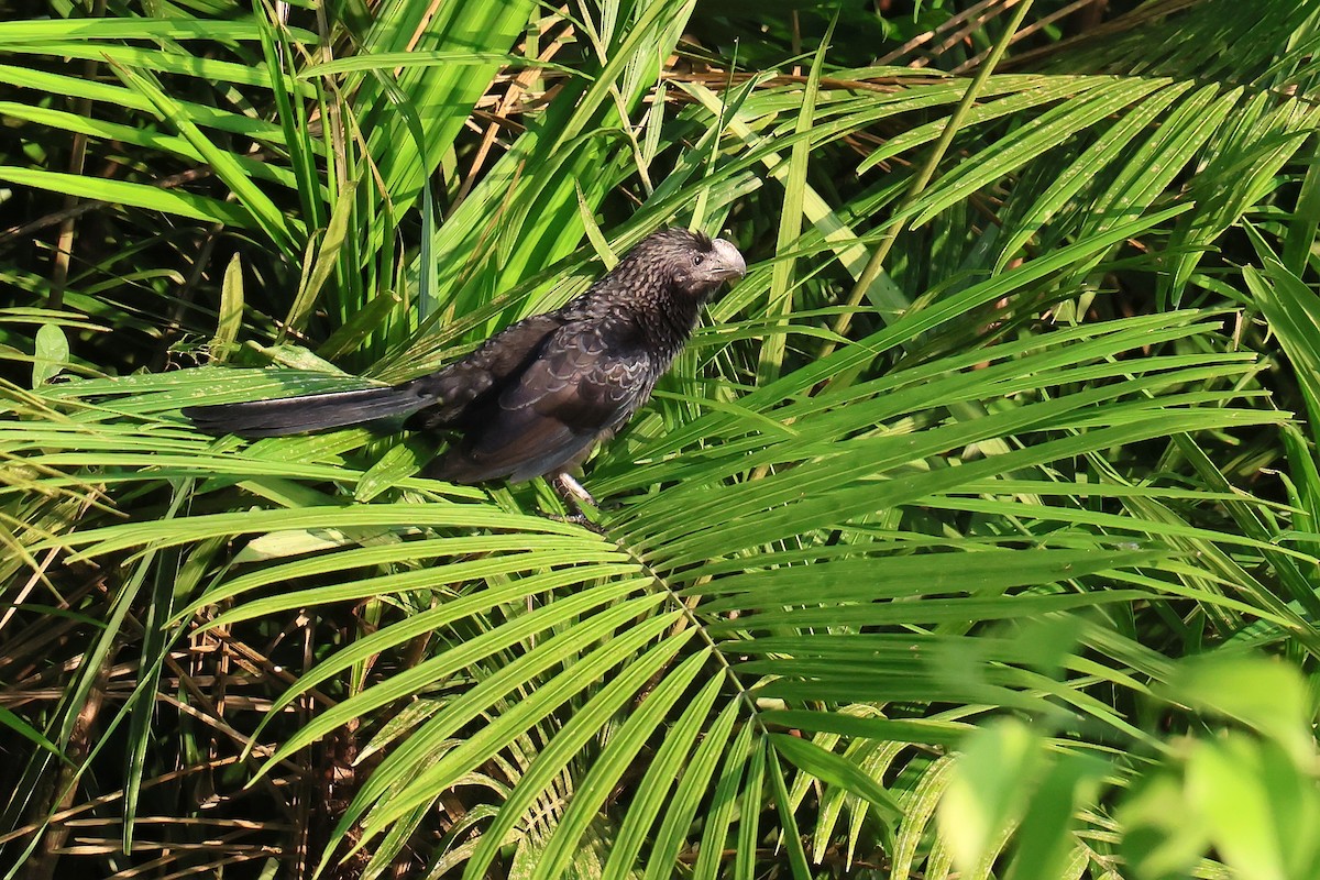 Smooth-billed Ani - ML646653418