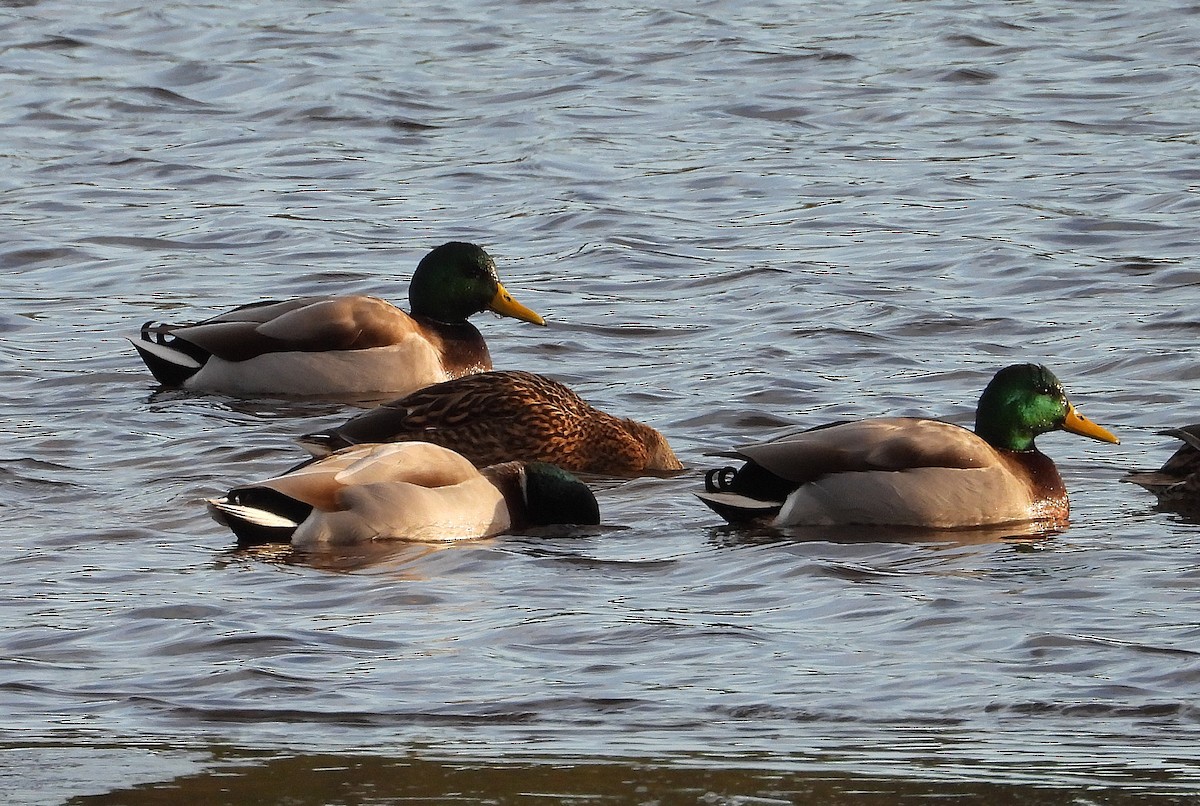 マガモ - ML646653420