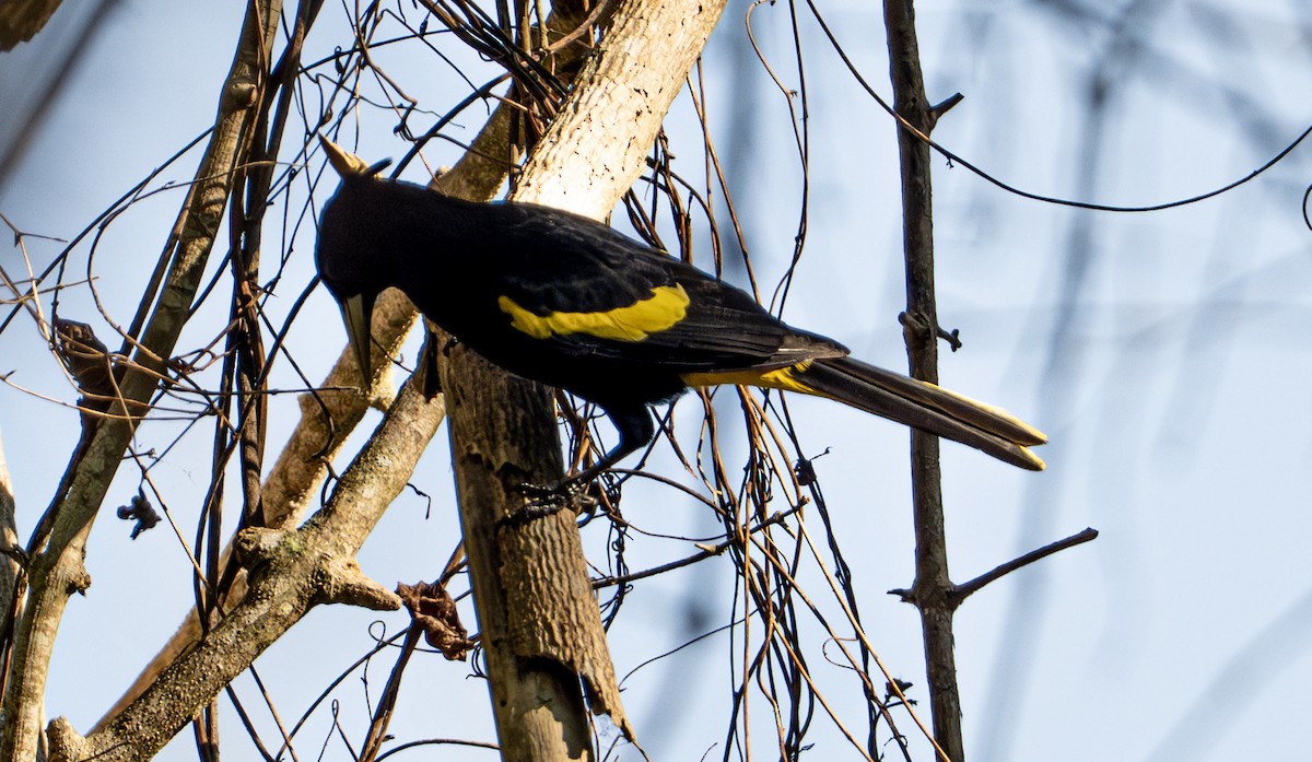 Meksika Kasiği - ML646653421