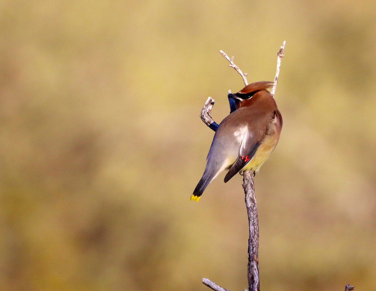 brkoslav americký - ML646653422