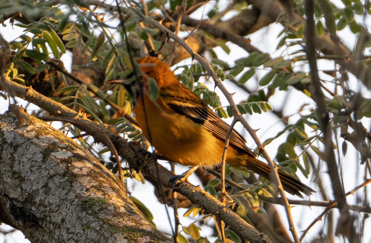 Kırçıllı Turpiyal - ML646653429