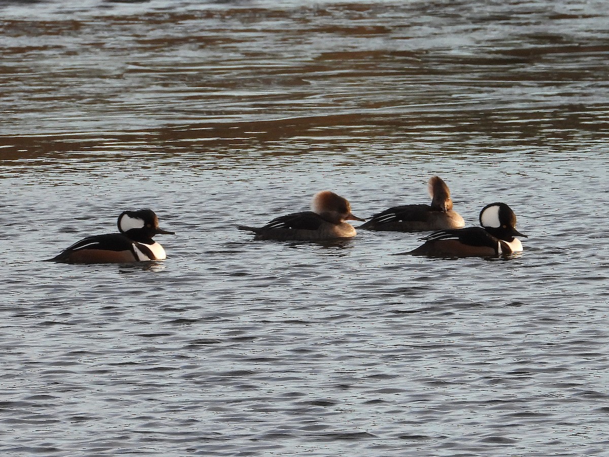 オウギアイサ - ML646653430