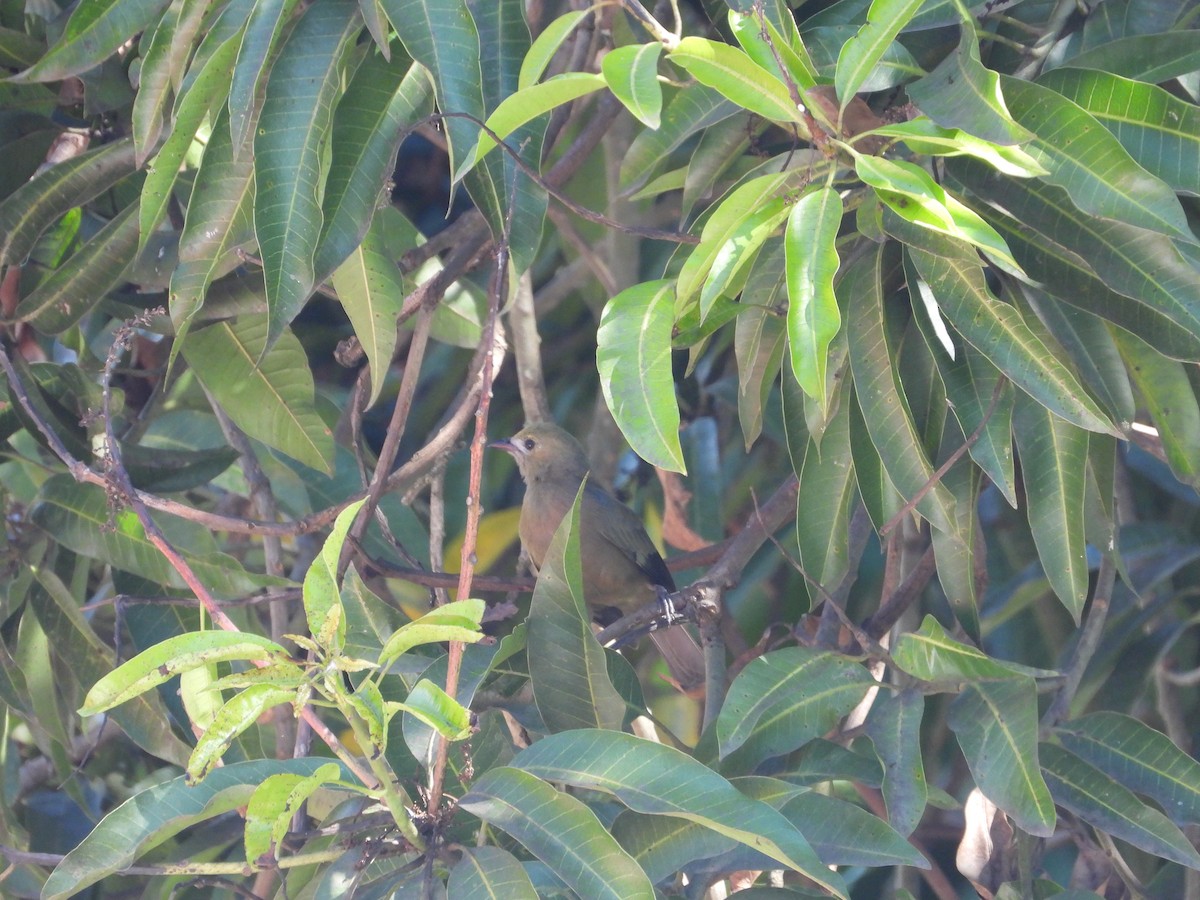 Tangara des palmiers - ML646653432