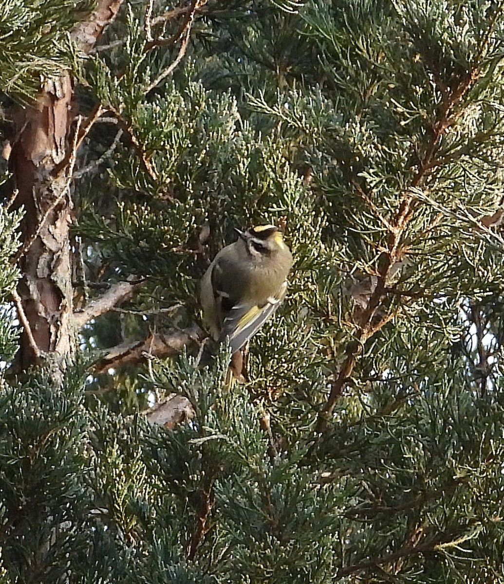 アメリカキクイタダキ - ML646653433