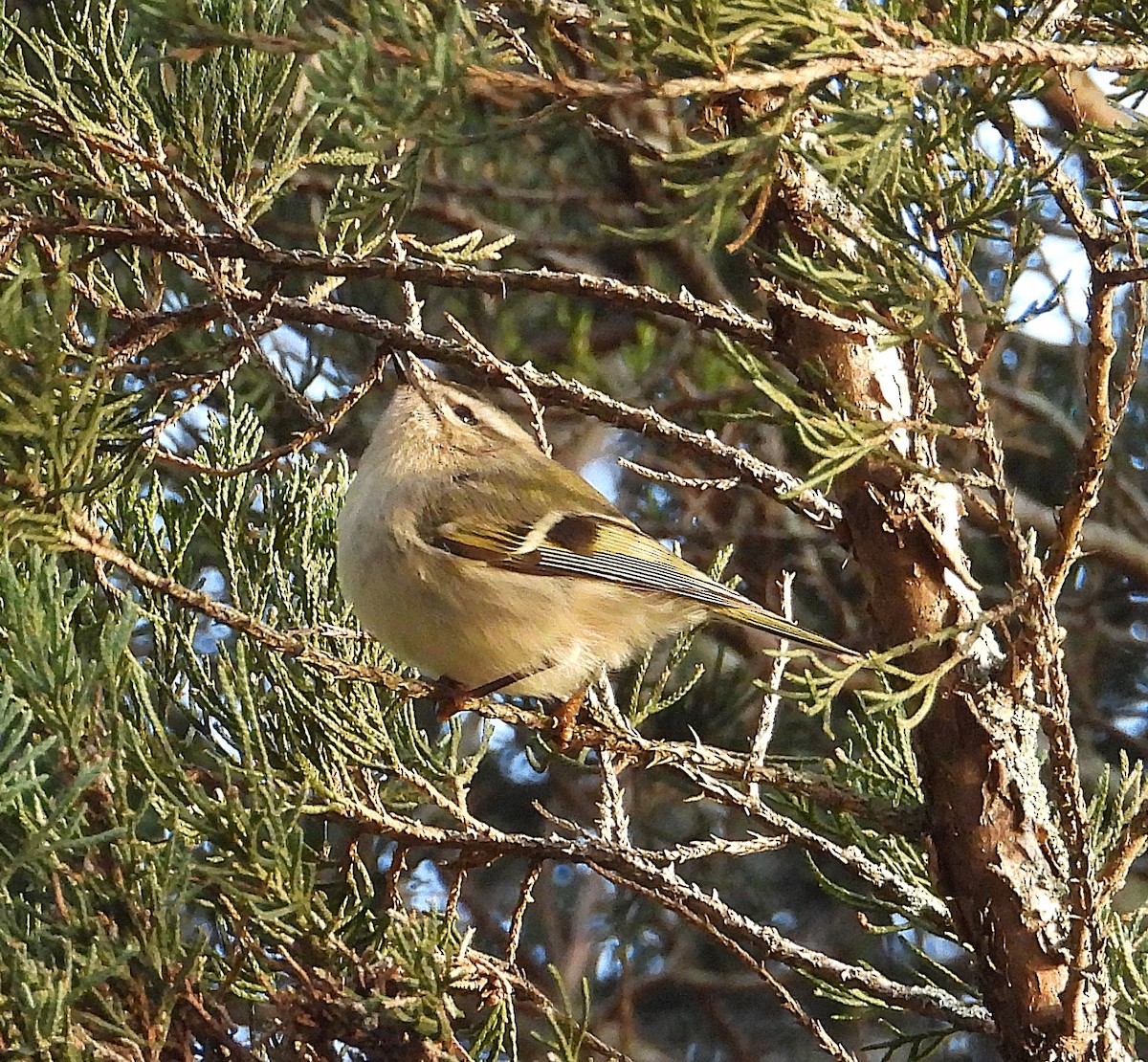 アメリカキクイタダキ - ML646653434