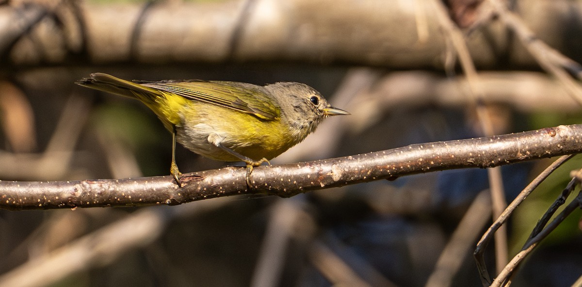 Naşvil Ötleğeni - ML646653436