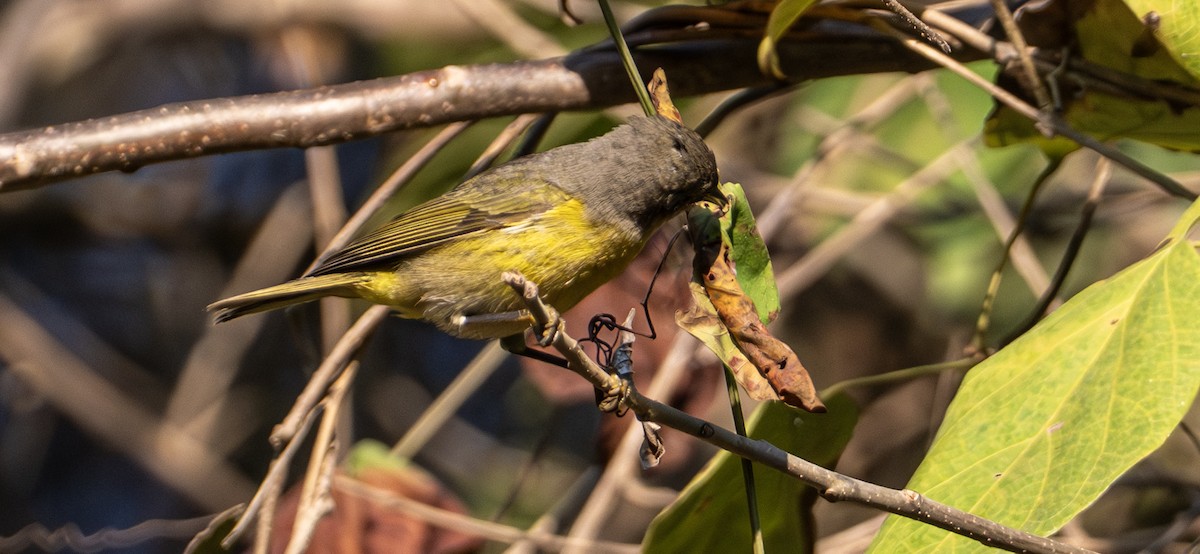 Naşvil Ötleğeni - ML646653437