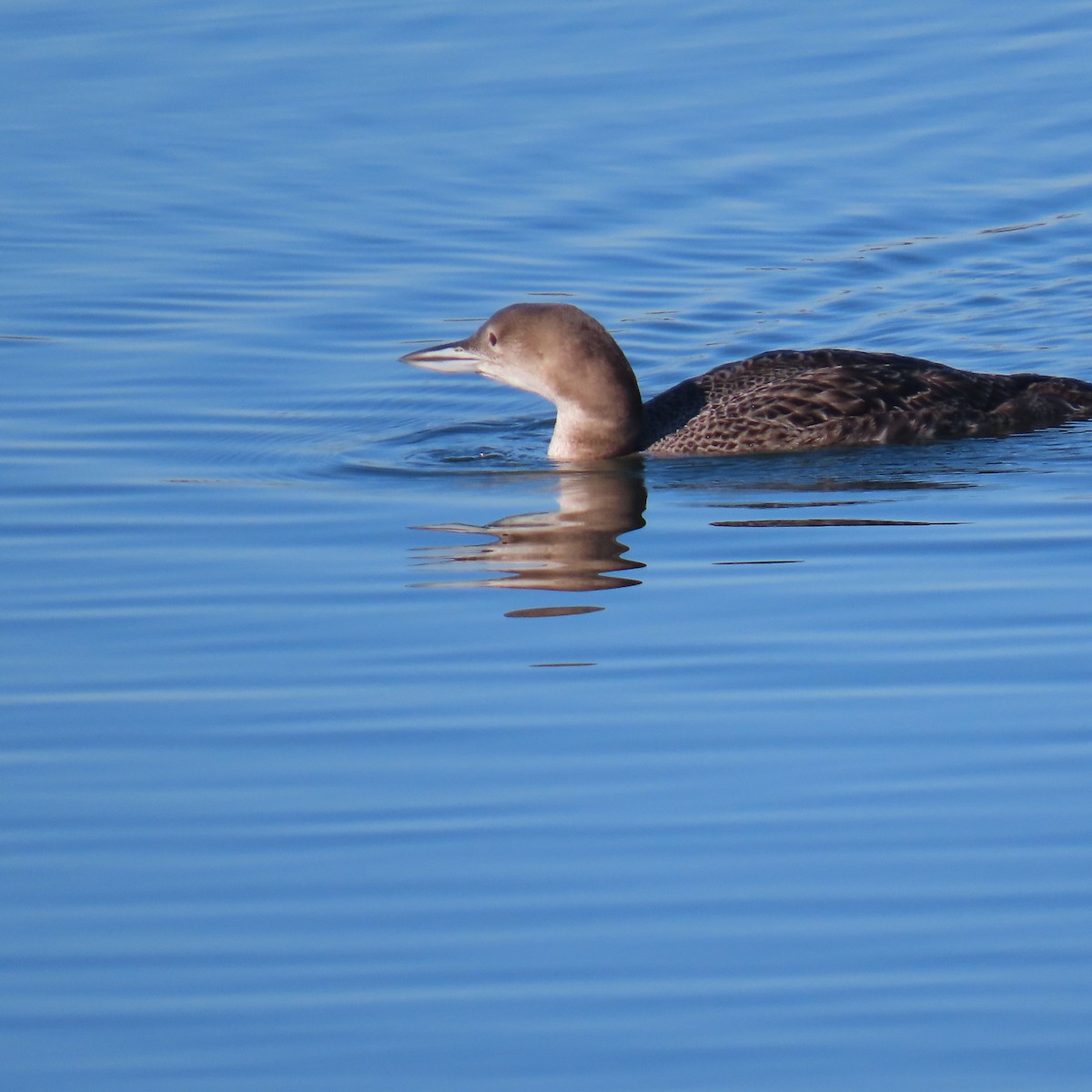 Гагара полярна - ML646653439