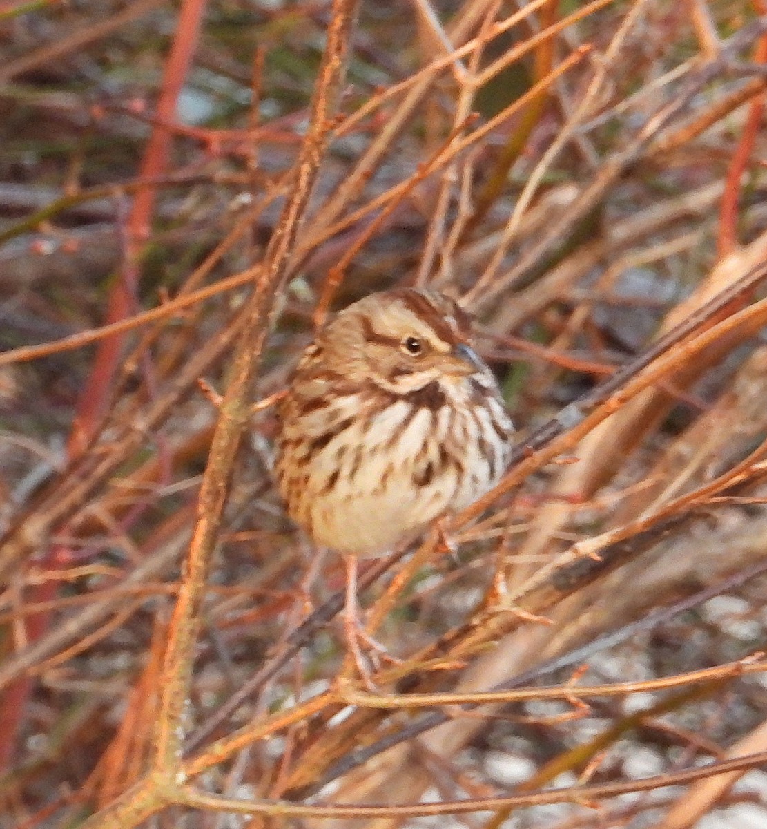 ウタスズメ - ML646653440