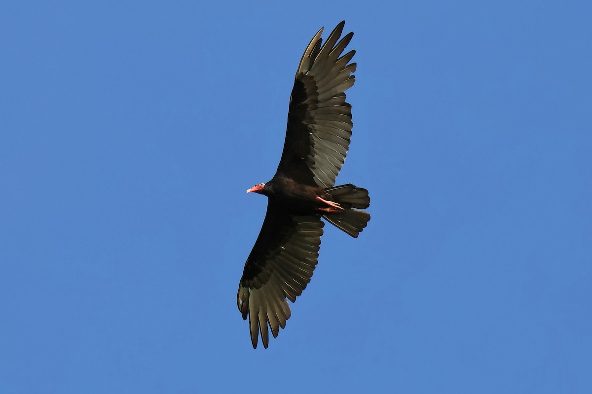 Turkey Vulture - ML646653441