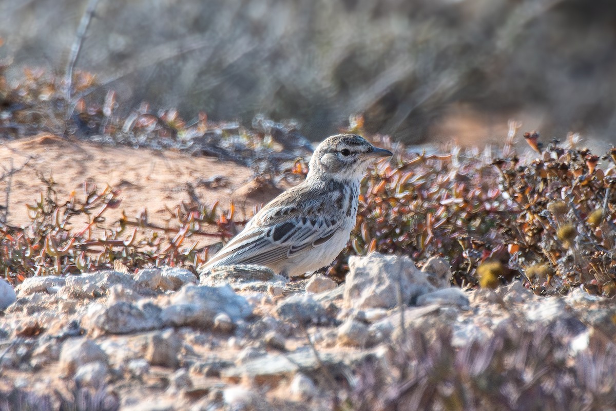 Dune Lark - ML646653442