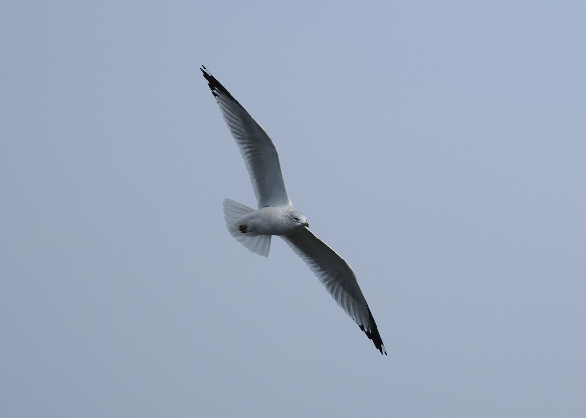 Ring-billed Gull - ML646653445