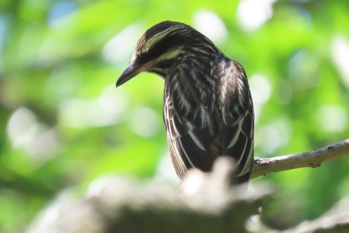 Streaked Flycatcher - ML646653446