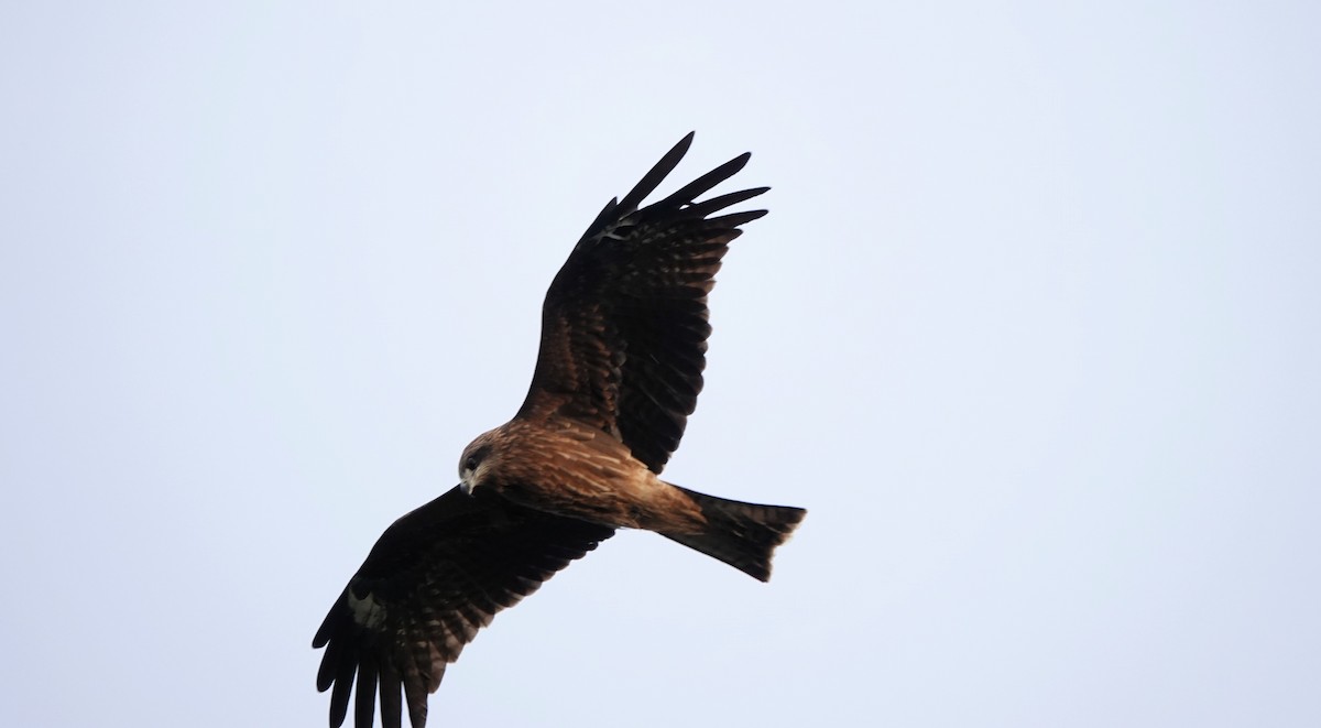 svartglente - ML646653447