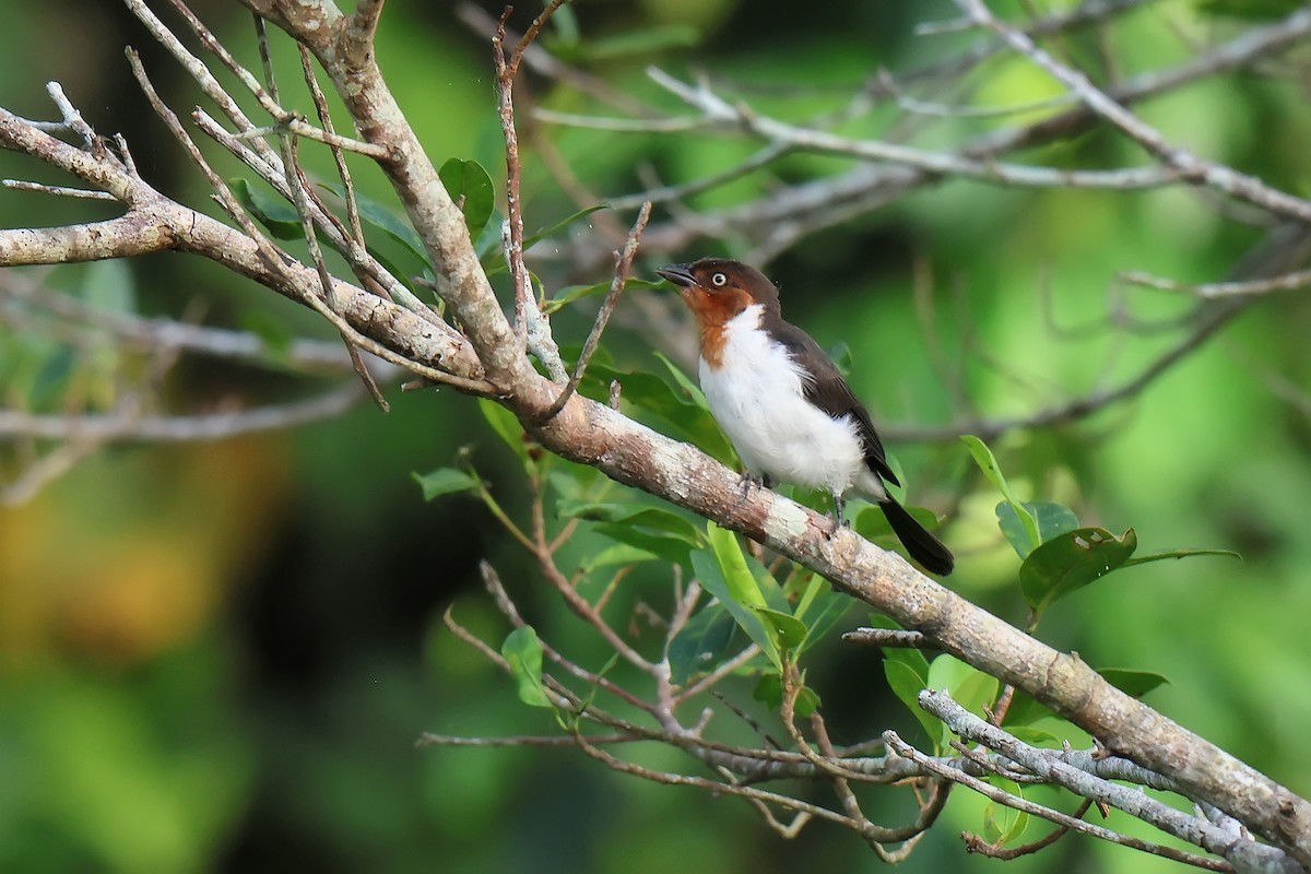 Red-capped Cardinal - ML646653454