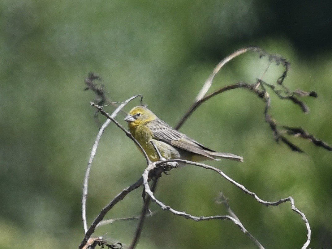 Grassland Yellow-Finch - ML646653456