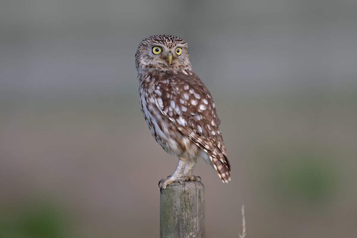 Mozolo arrunta - ML646653459