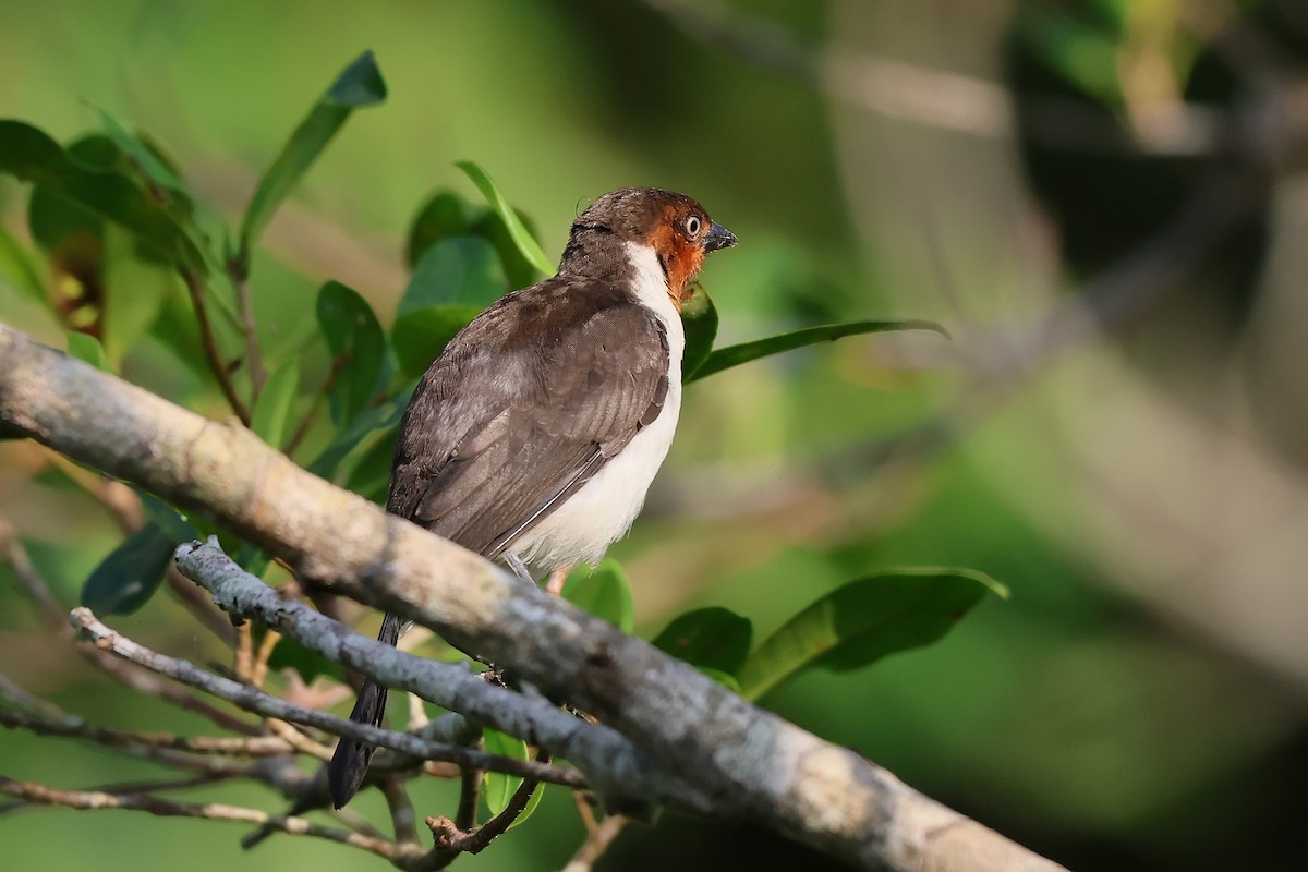 Red-capped Cardinal - ML646653460