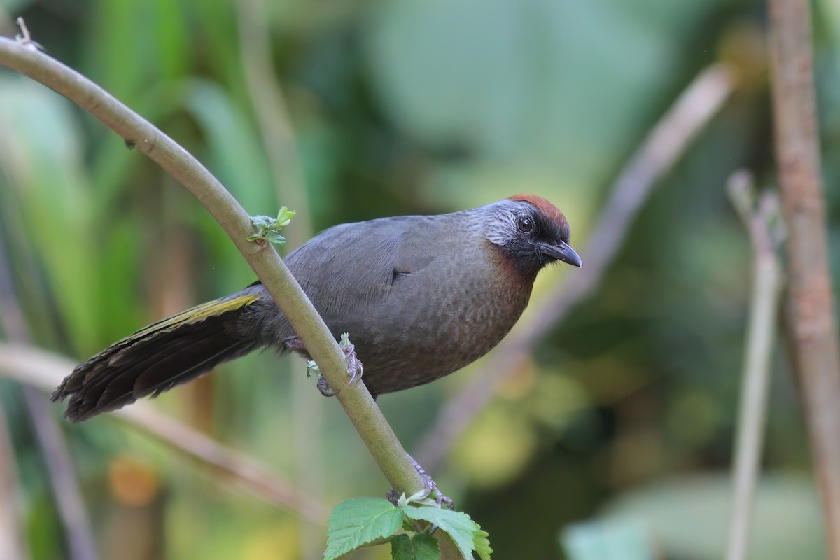 Silver-eared Laughingthrush - ML646653461