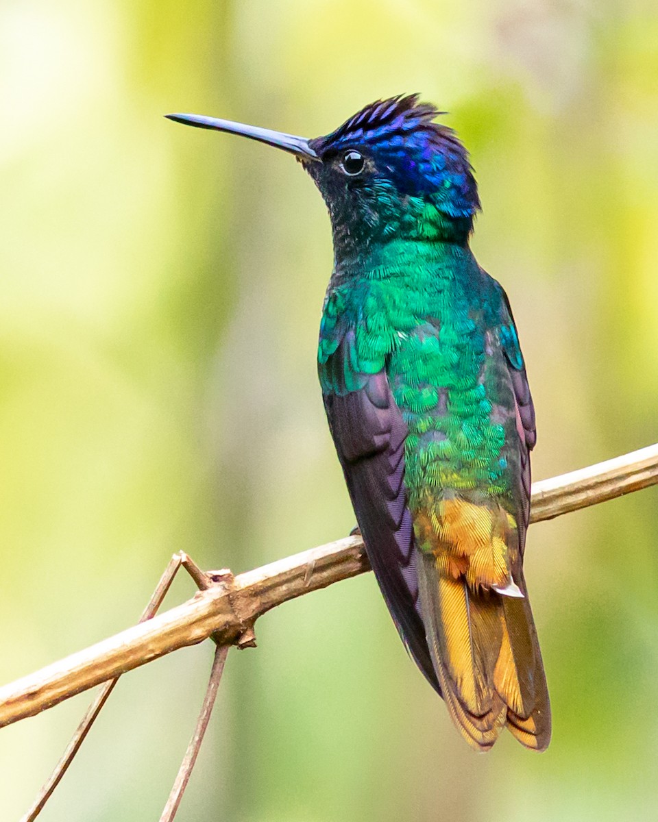 Golden-tailed Sapphire - ML646653462