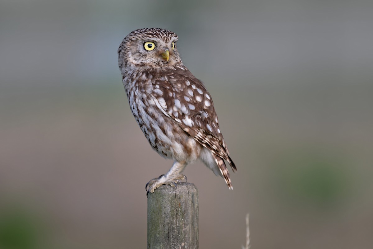 Mozolo arrunta - ML646653463