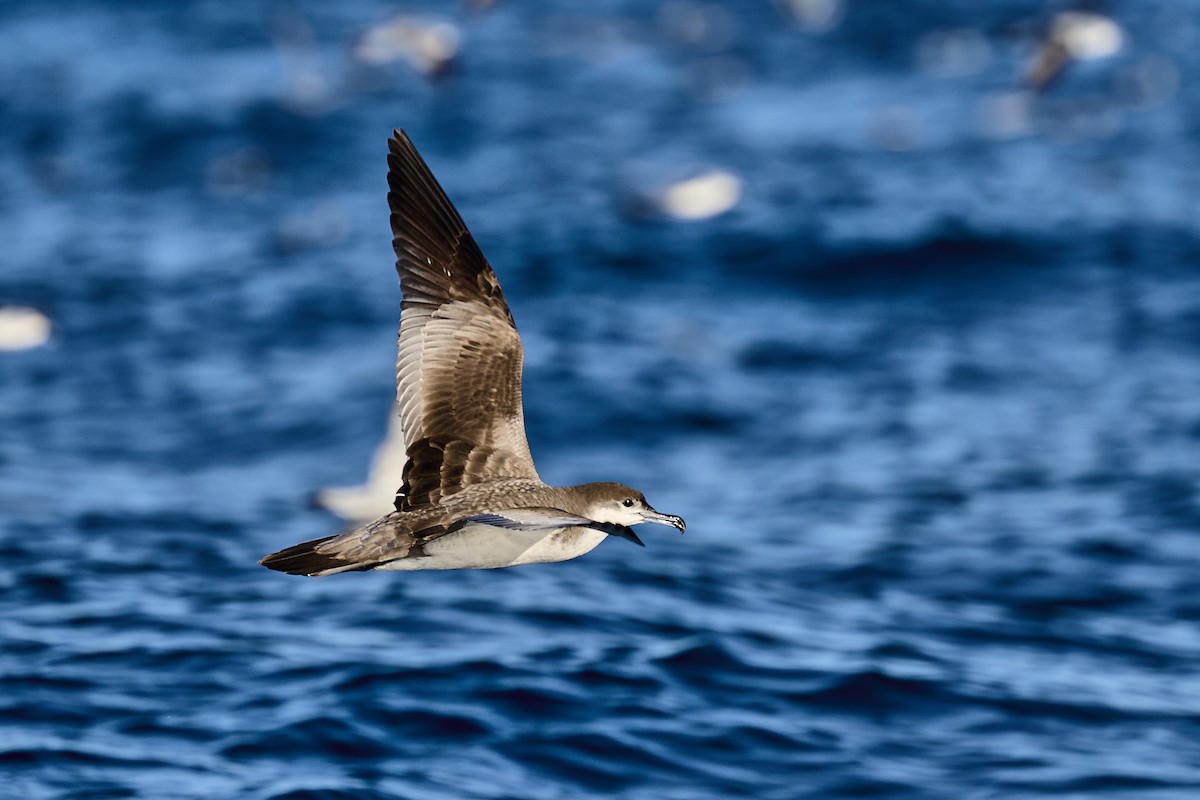 Буллеров буревестник - ML646653464