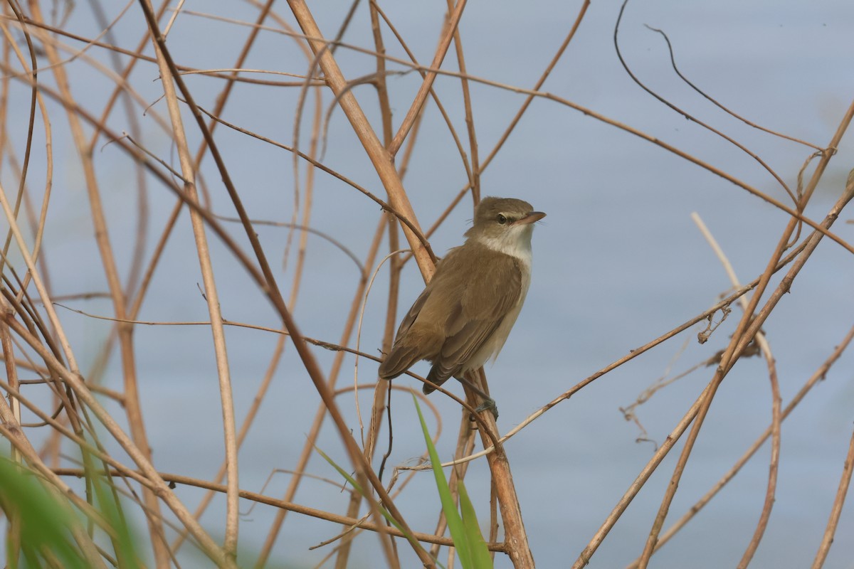 קנית מזרחית - ML646653465