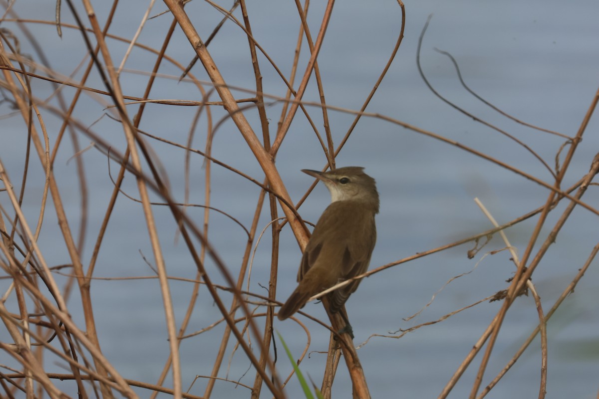 קנית מזרחית - ML646653466