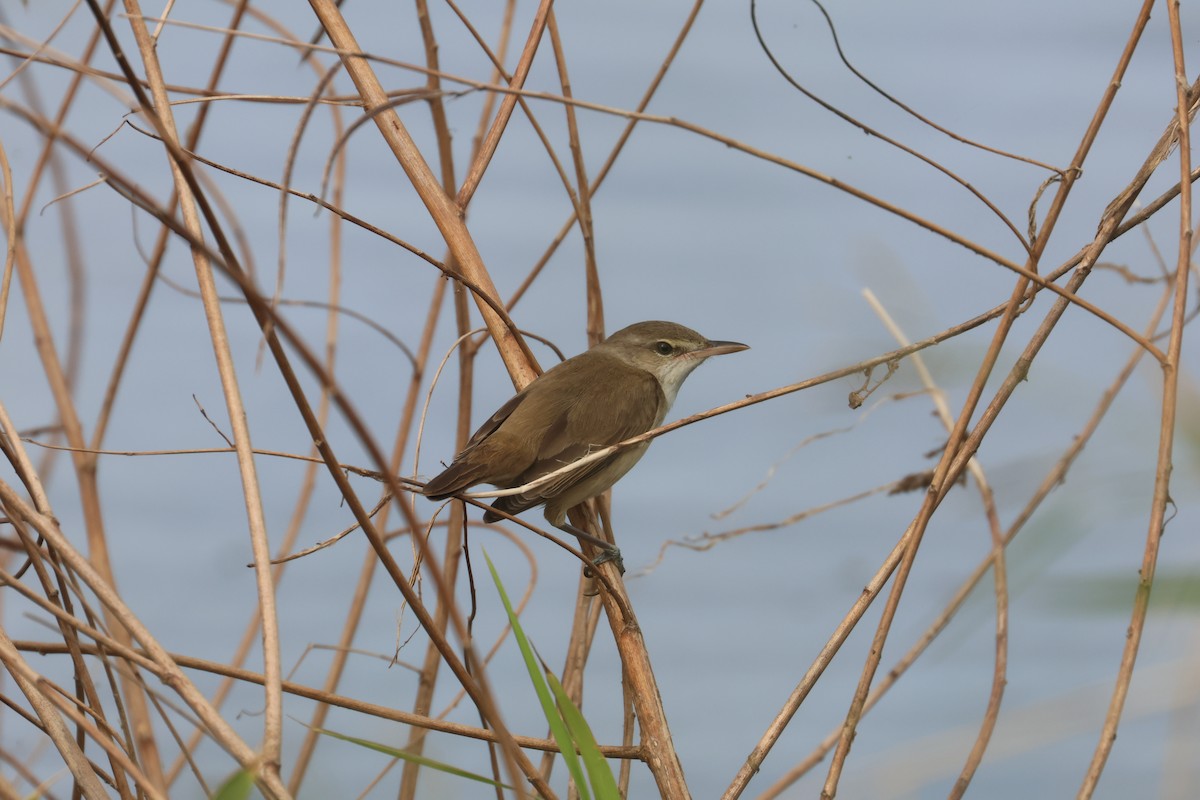 קנית מזרחית - ML646653467
