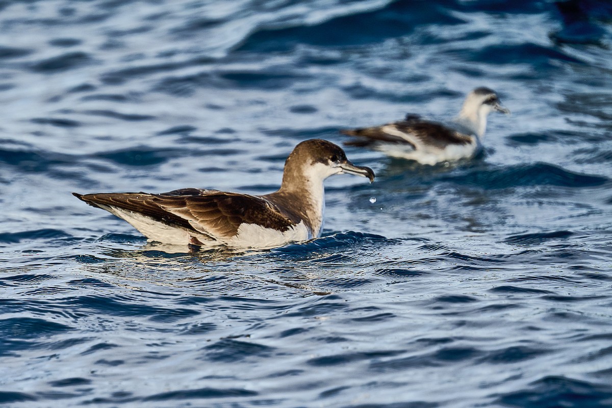 Буллеров буревестник - ML646653468