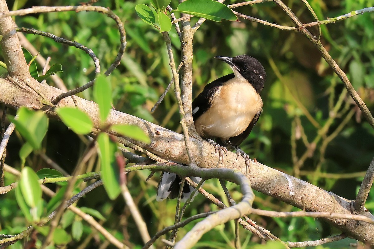 Black-capped Donacobius - ML646653471