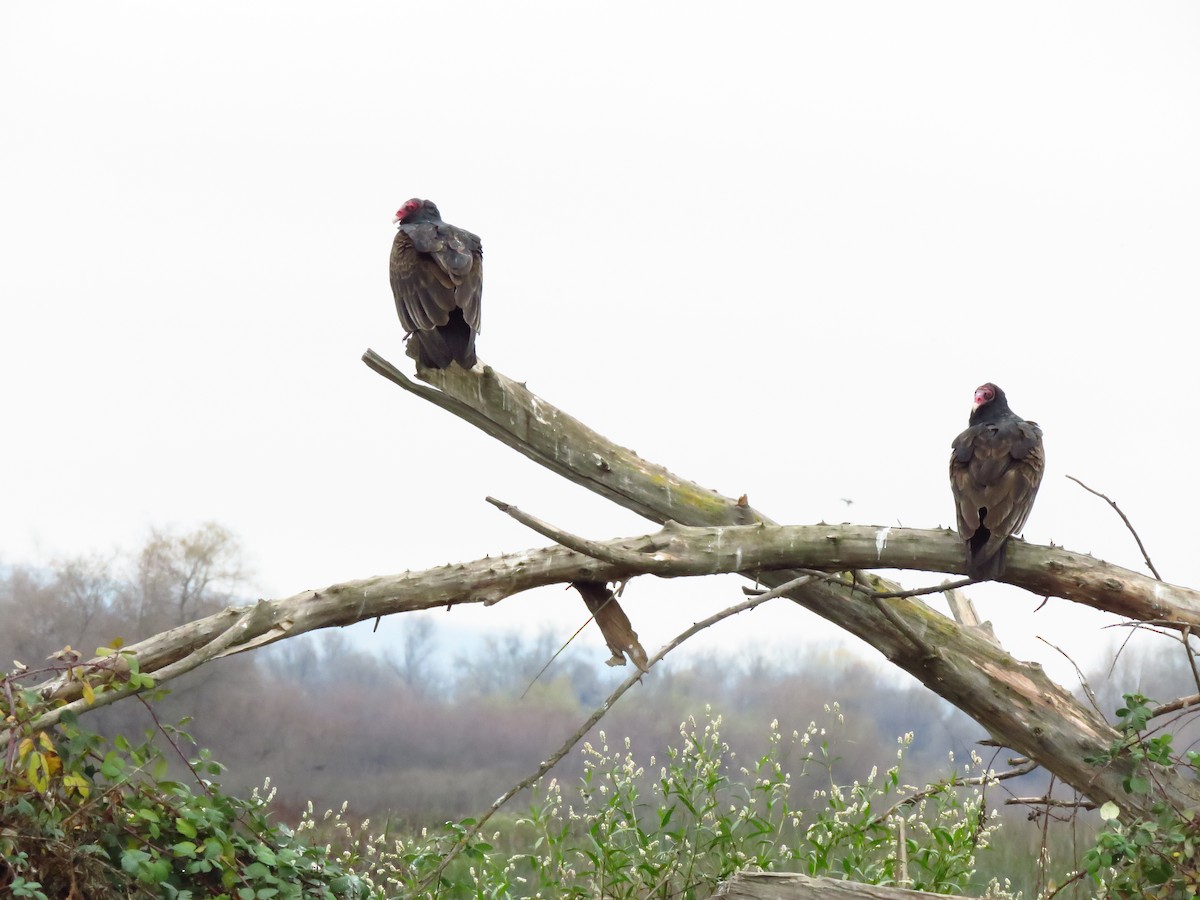 Turkey Vulture - ML646653472