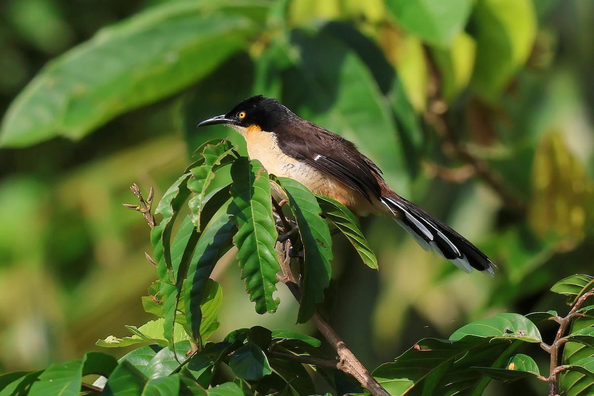 Black-capped Donacobius - ML646653473