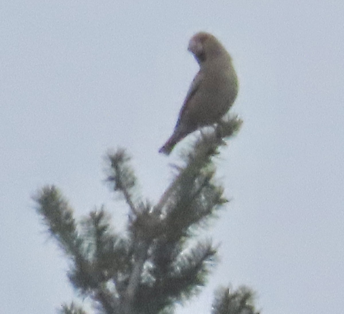 シメ - ML646653475