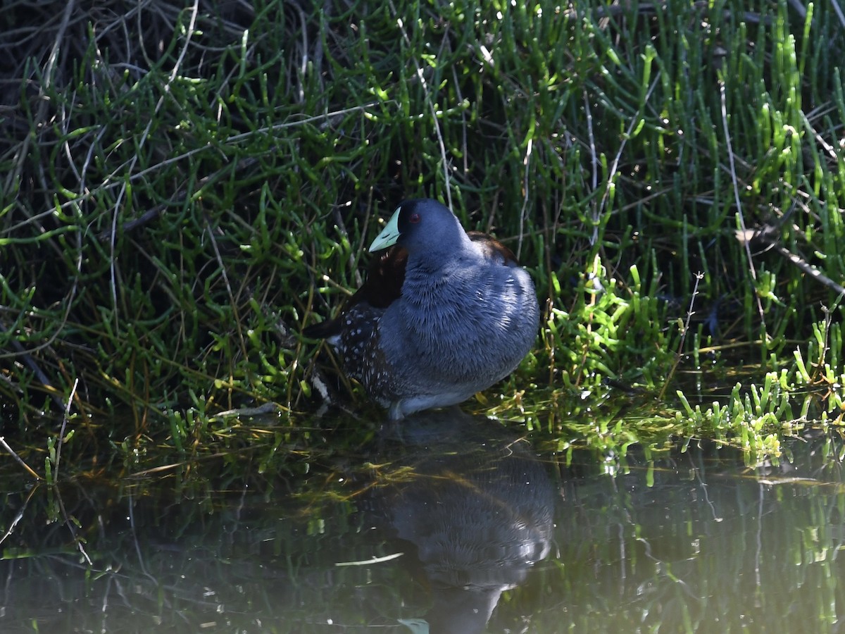 Spot-flanked Gallinule - ML646653477