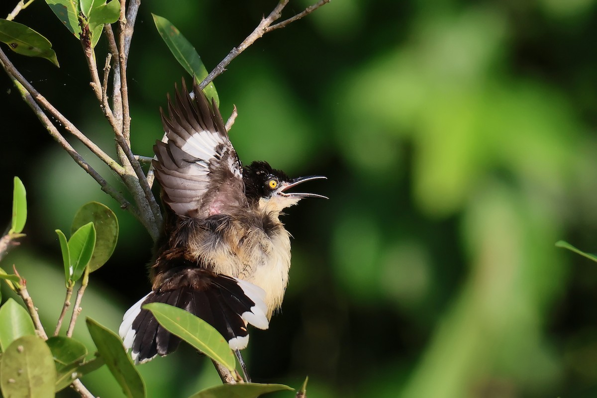 Black-capped Donacobius - ML646653479