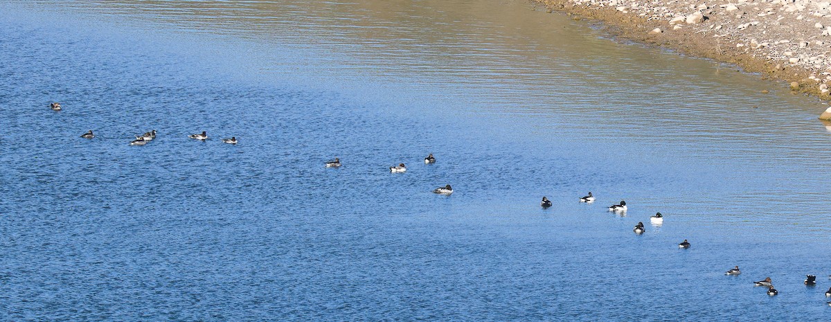 Murgilari urrebegia - ML646653482