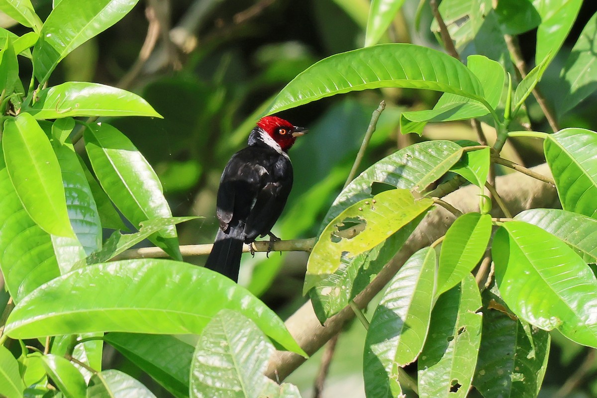 Red-capped Cardinal - ML646653488