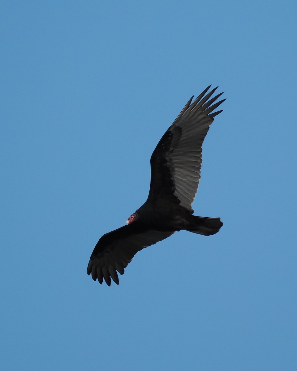 Turkey Vulture - ML646653489