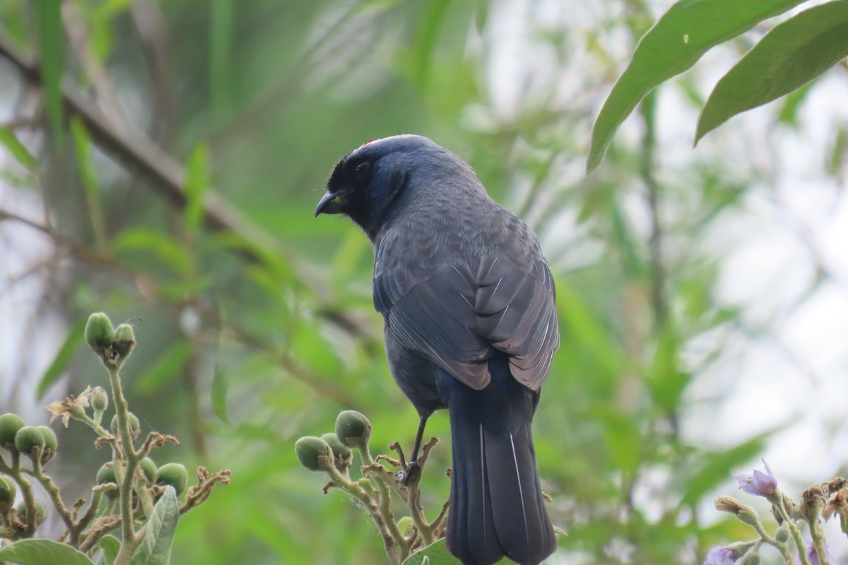 Diademed Tanager - ML646653505