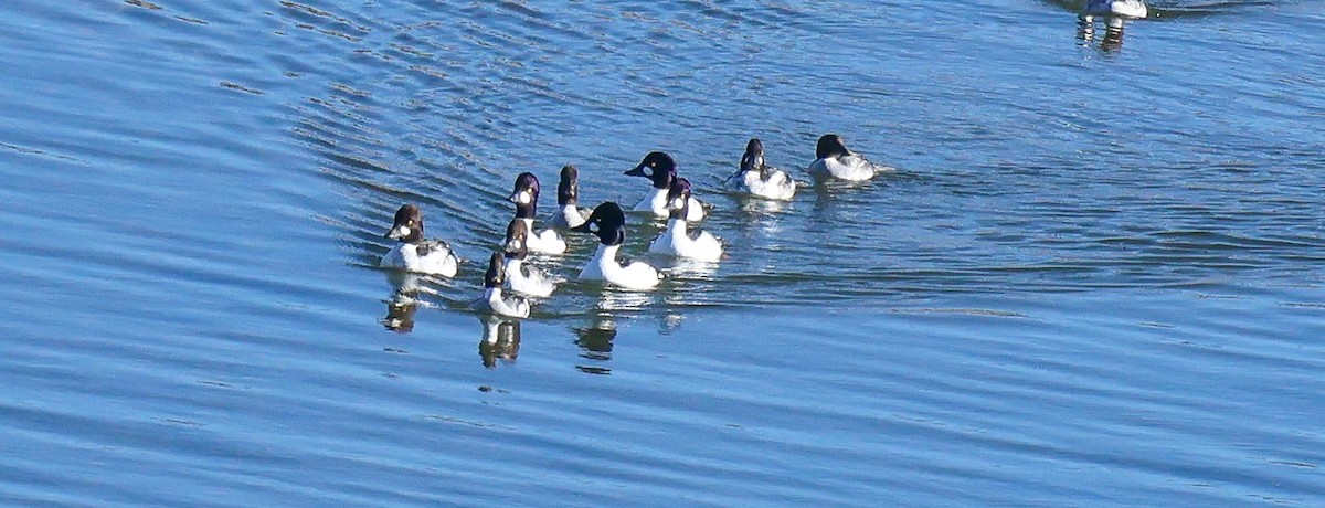 Murgilari urrebegia - ML646653506