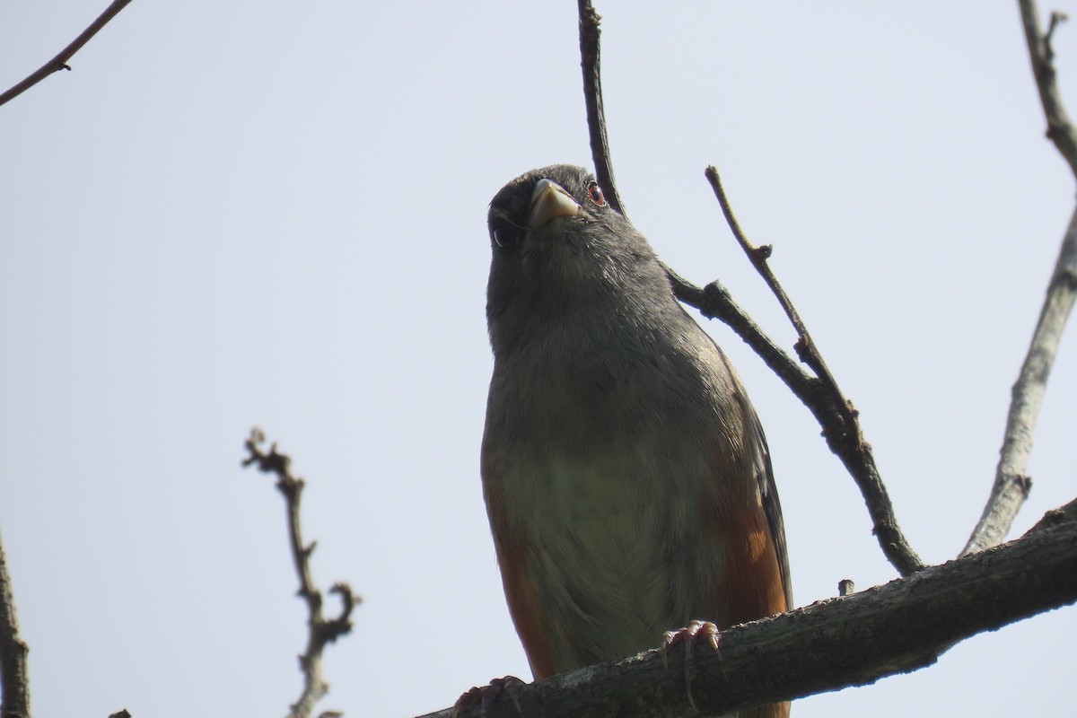 Gray-throated Warbling Finch - ML646653507