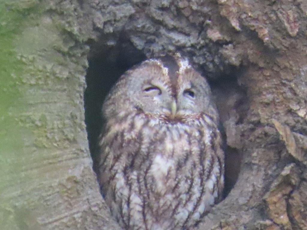 モリフクロウ - ML646653508