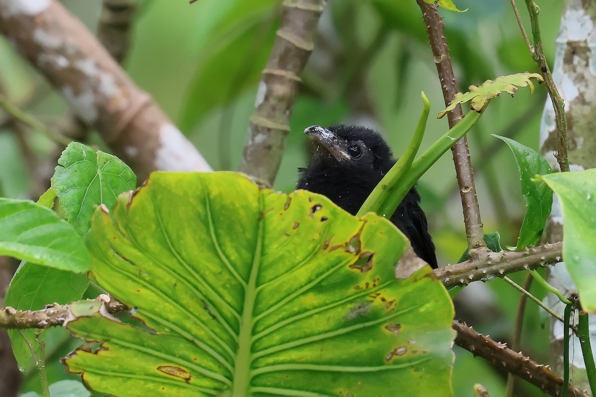 Smooth-billed Ani - ML646653511
