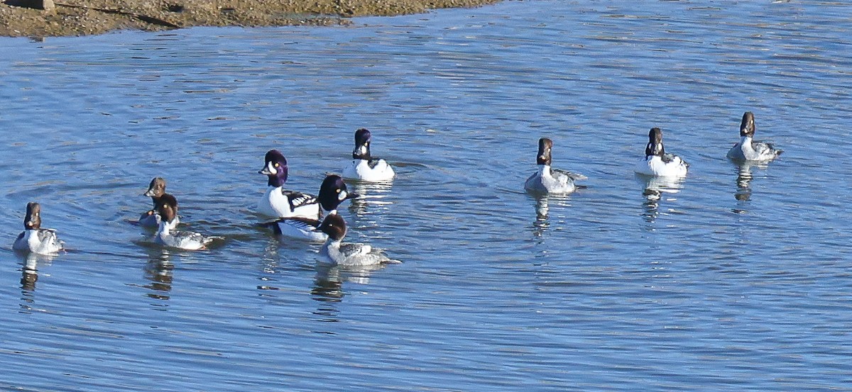 Murgilari islandiarra - ML646653514